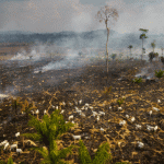 amazônia