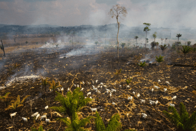 amazônia