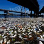 peixes baia da guanabara