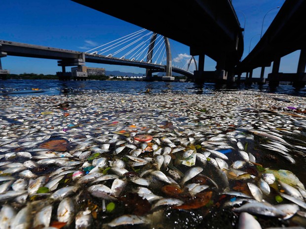 peixes baia da guanabara