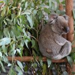 koala